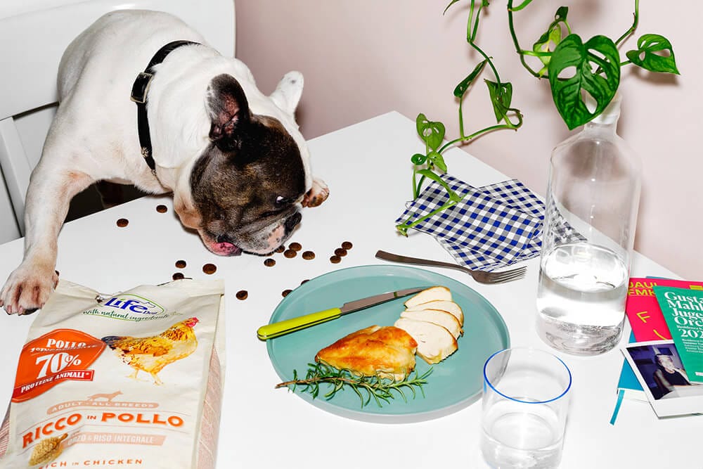 IL CANE È UN CARNIVORO PER NATURA…