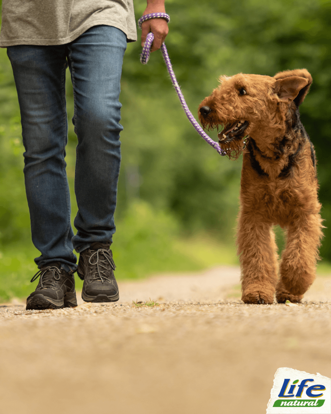 5 consigli per rendere la passeggiata con il tuo cane più piacevole