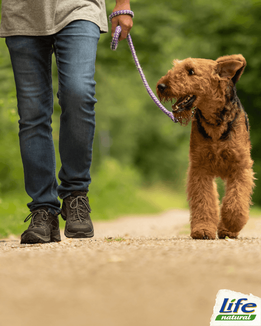 5 consigli per rendere la passeggiata con il tuo cane più piacevole