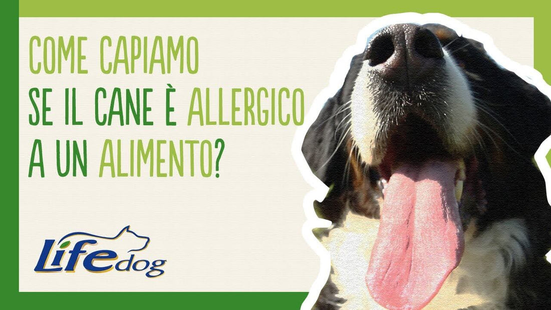 Come capire se un cane è allergico ad un alimento