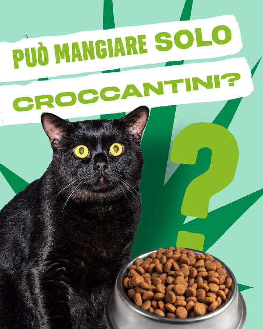 FAKE NEWS: meglio dare solo croccantini al gatto?