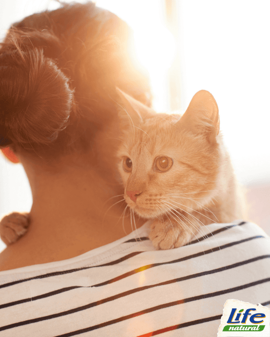 5 consigli per diventare il migliore amico del gatto