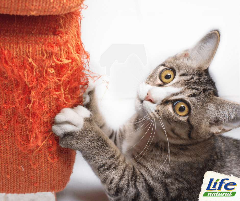 Quando, perché e come tagliare le unghie al gatto