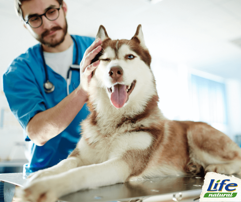 Scopri come prevenire la paura del veterinario