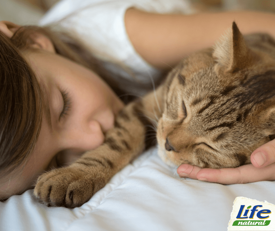 I 5 motivi che portano il gatto a dormire con noi
