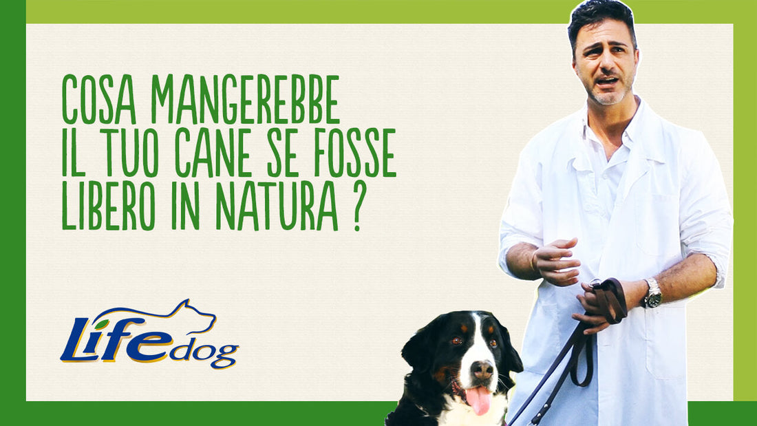 Cosa mangerebbe il cane se fosse libero in natura?