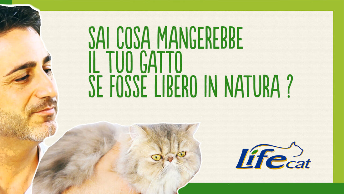 Cosa mangerebbe il gatto se fosse libero in natura?