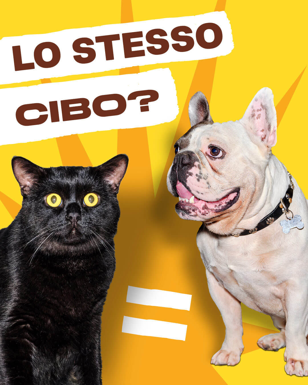 FAKE NEWS: cani e gatti possono mangiare gli stessi alimenti?