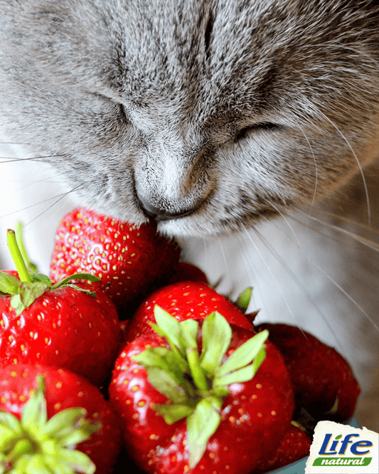 Quali frutti possono mangiare i gatti?