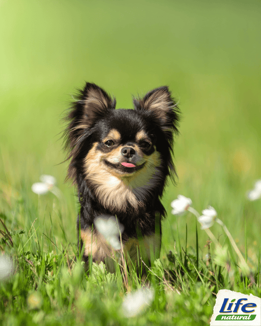 La storia del Chihuahua, un cane piccolo…ma con tanta personalità!