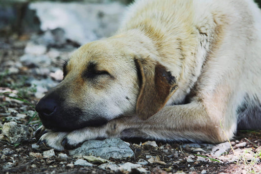 Come comportarsi con i nostri animali in caso di avvelenamento