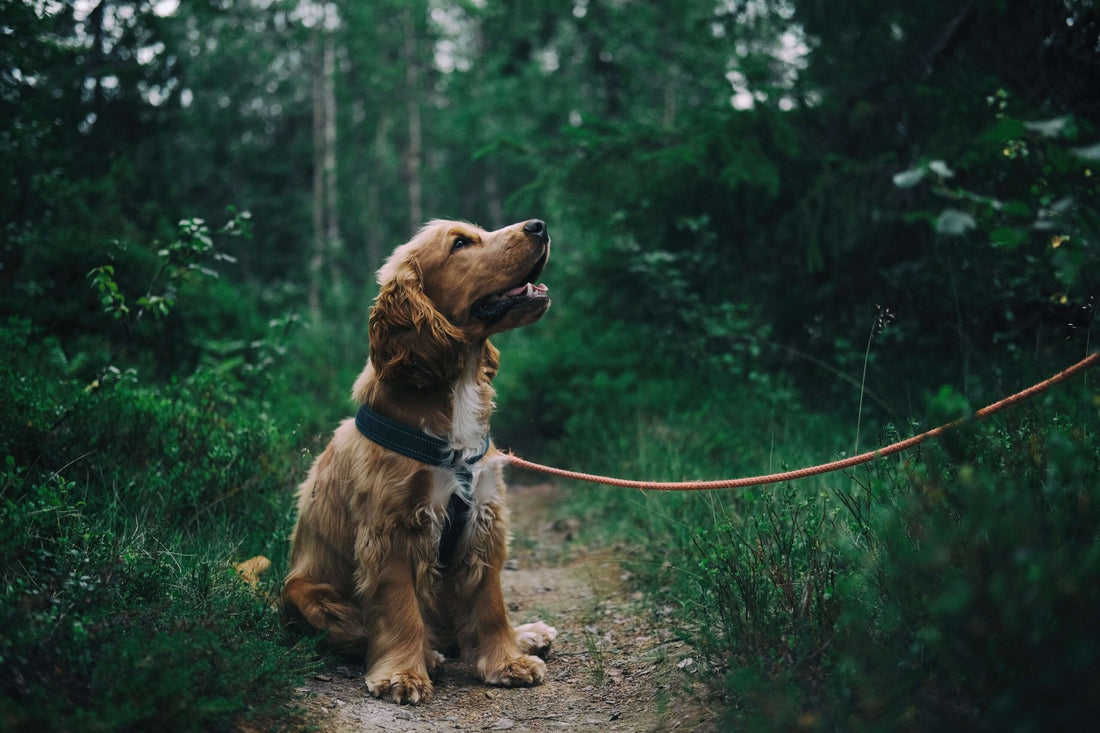 Come Partire per le Vacanze senza Ansia per il nostro Pet!