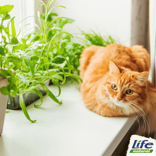 Quali sono le piante velenose per il gatto?