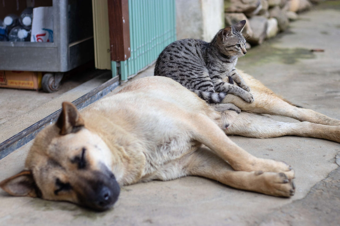 Come far andare d’accordo cane e gatto