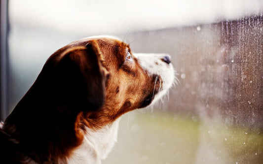 Il cane e la paura del temporale: 3 rimedi e 4 cose da non fare