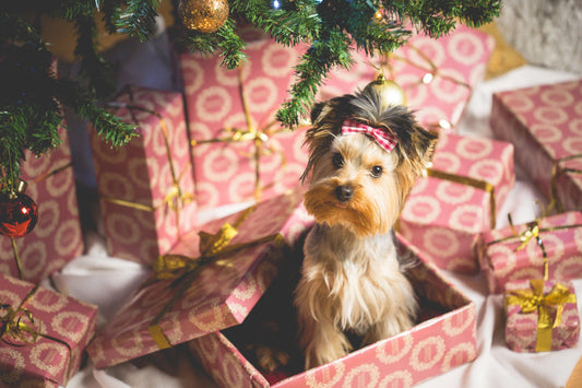 Regali di Natale per Fido: 4 idee pratiche e utili