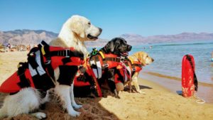 Cane bagnino: come diventarlo