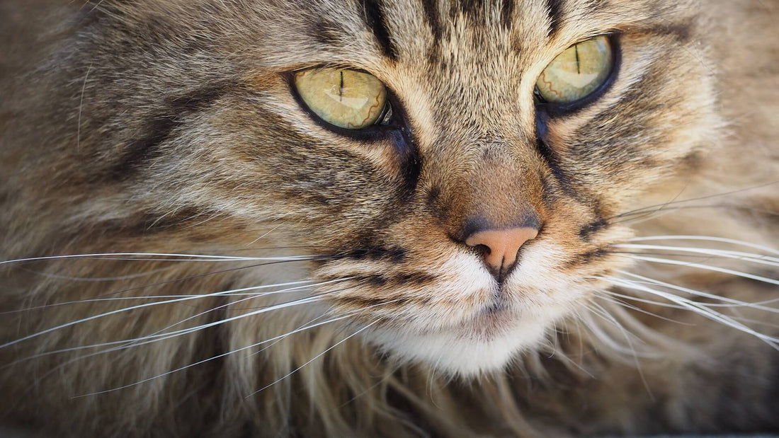 GATTI E VIBRISSE: COSA SONO E A COSA SERVONO