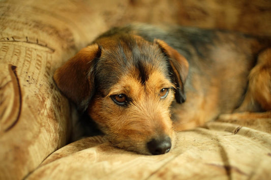COME AFFRONTARE LA QUARANTENA CON IL NOSTRO CANE O GATTO