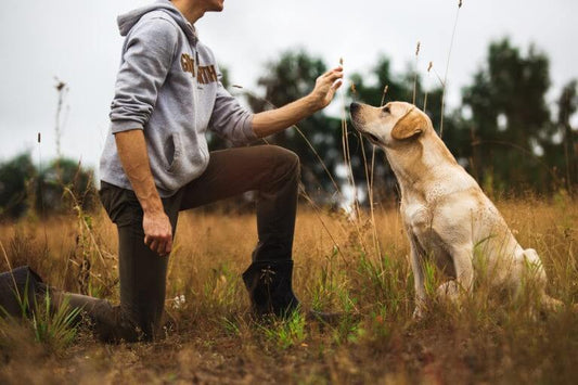 I Comandi che ogni Cane Ben Addestrato dovrebbe conoscere e come insegnarglieli
