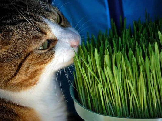 Perché i Gatti mangiano l’Erba? Cos’è l’Erba Gatta e a cosa serve