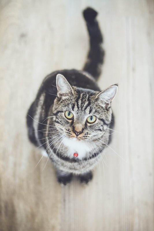 Come capire se il gatto è in sovrappeso