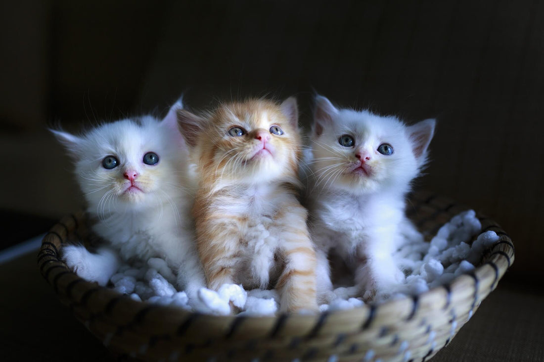 LE 5 RAZZE FELINE PIU’ DIFFUSE E APPREZZATE