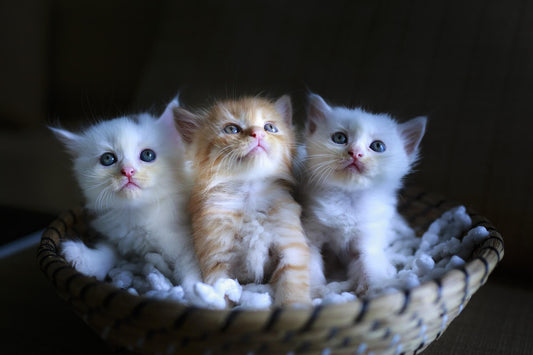 LE 5 RAZZE FELINE PIU’ DIFFUSE E APPREZZATE