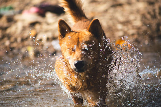 Come insegnare a nuotare al cane