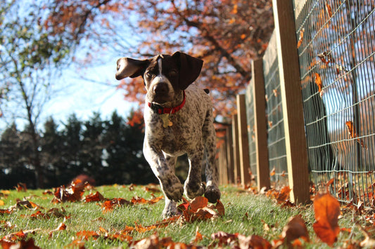 Gli sport da fare insieme al cane