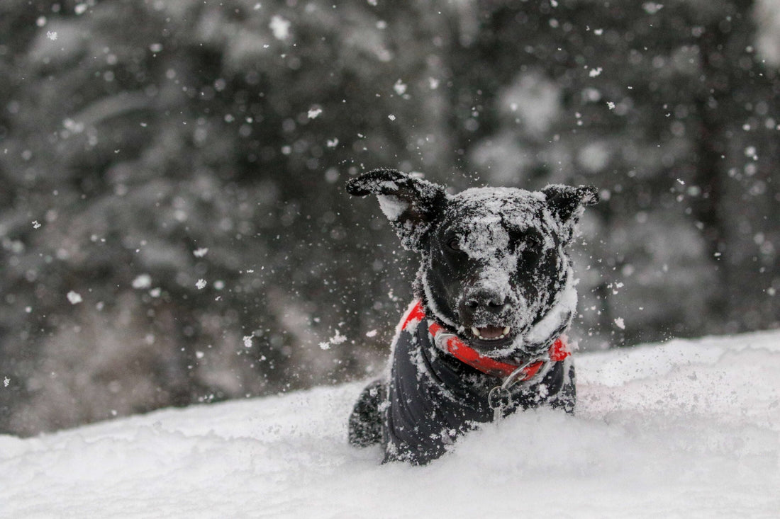 Strutture dog-friendly in montagna: Trentino Alto Adige