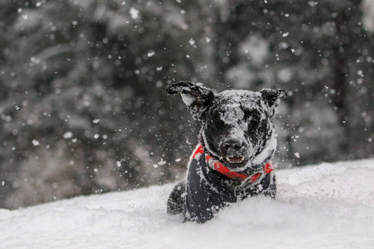Strutture dog-friendly in montagna: Trentino Alto Adige