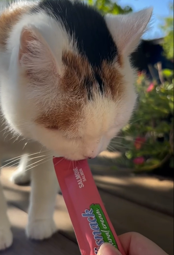 Carica il video: 