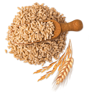 CON ORZO E RISO INTEGRALE. CEREALI A MODERATO INDICE GLICEMICO